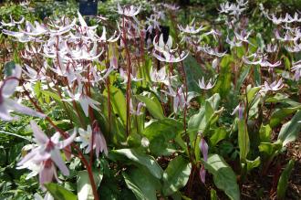 Erythronium hendersonii (21/04/2013, Kew Gardens, London)