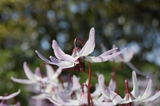 Erythronium hendersonii Flower (21/04/2013, Kew Gardens, London)