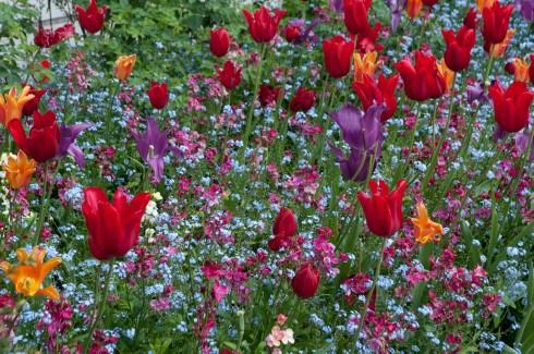 Tulips at The Inner Temple Garden