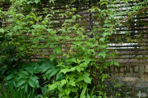 Raspberries as a screen in Deborah Nagan's garden May 2013