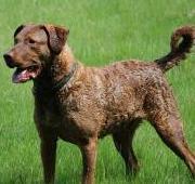 Chesapeake Bay Retriever