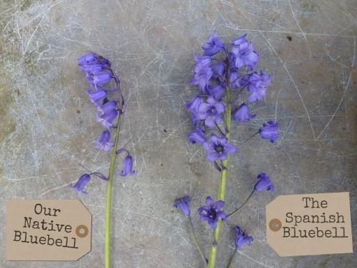 native versus spanish bluebell