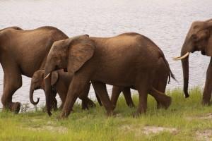 elephants-botswana