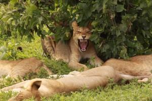 lions-botswana