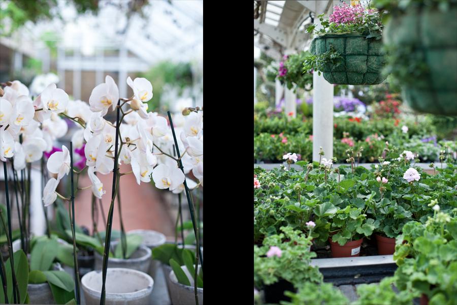 Clifton Nurseries - orchids & other plants