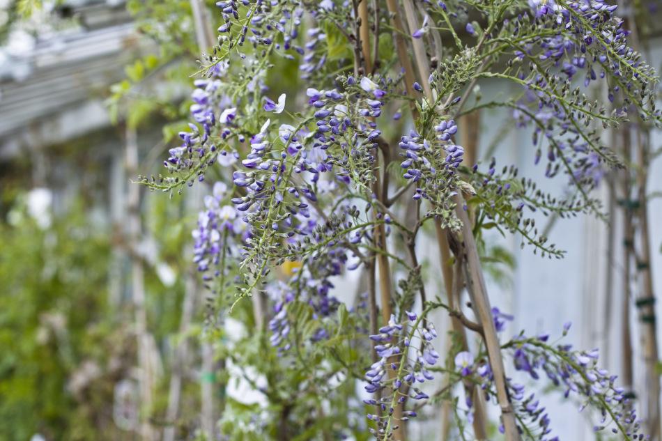 Clifton Nurseries - lilac