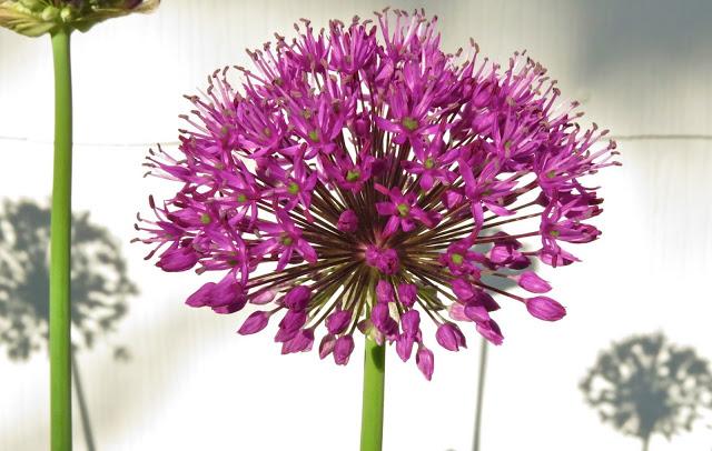 Allium-with-Shadows