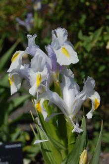 Iris magnifica Flower (21/04/2013, Kew Gardens, London)