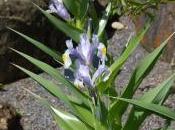 Plant Week: Iris Magnifica