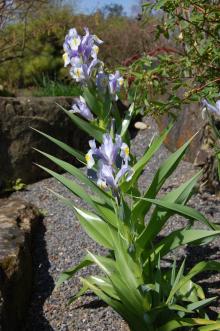 Iris magnifica (21/04/2013, Kew Gardens, London)