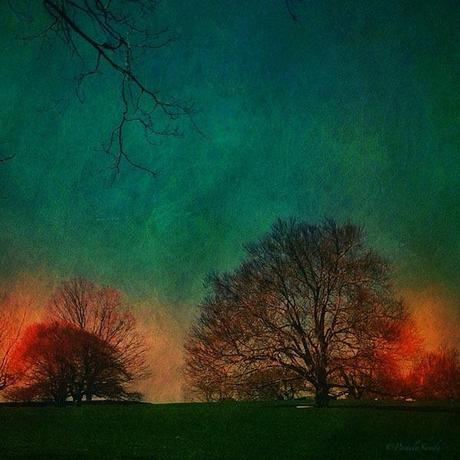 Dreaming Trees © Pamela Sweda