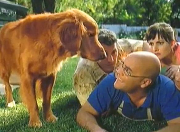 Famous Dogs from TV, Film, YouTube and More!
