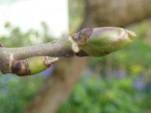 mulberry tree bud