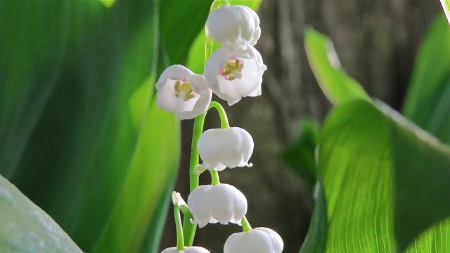 Backyard-Lily-of-the-Valley