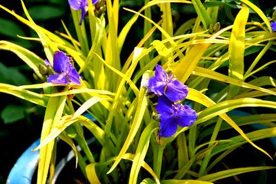 Oh, Blogger, Oh May!