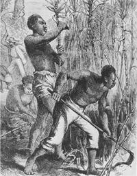 african slaves working the plantation The Origins and Influences of Musical Styles in Latin America (Part One)
