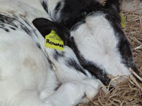 140/365 And down on the farm today...