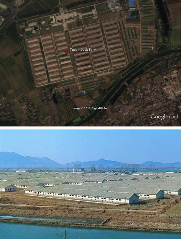 The Pyongyang Tudan Duck Farm in east Pyongyang, where an outbreak of avian flu was discovered in mid-April 2013 (Photos: Google image and KCNA/FLPH file photo)