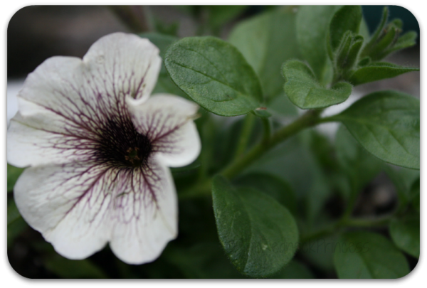 White Russian Supertunia