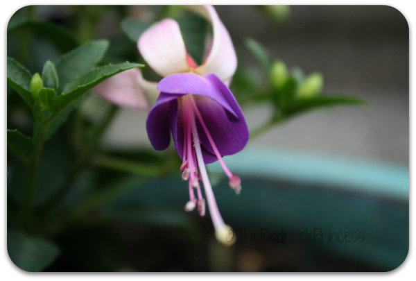 fuchsia