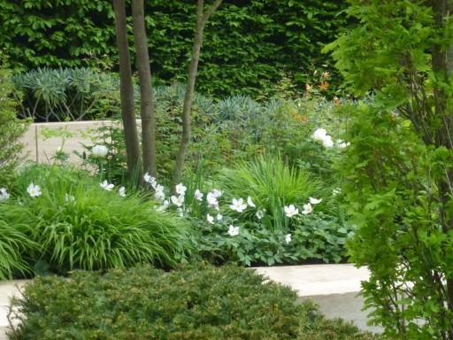 low yew hedging with hornbeam hedge in the background