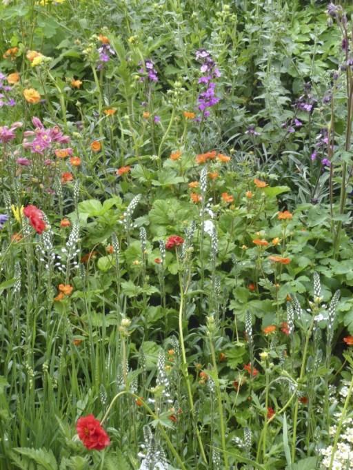 a dash of red in this garden at chelsea flower show