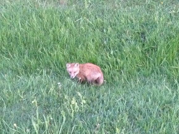 There were baby foxes at the Chalet - we saw these kits twice when we came back