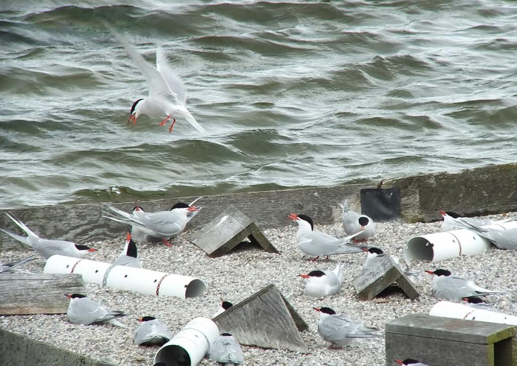 Common Tern - flies away from reef raft - tommy thompson park - toronto