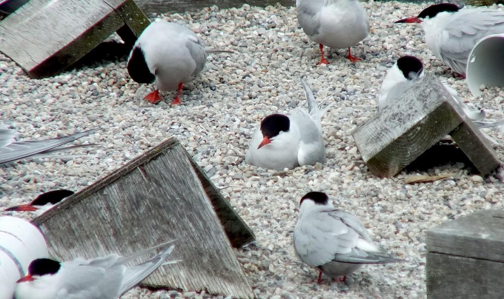 Common Tern - relaxing on reef raft - tommy thompson park - toronto