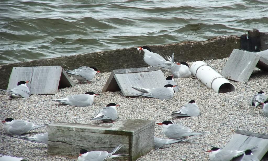 Common Tern - holds a fish in its peak  - tommy thompson park - toronto