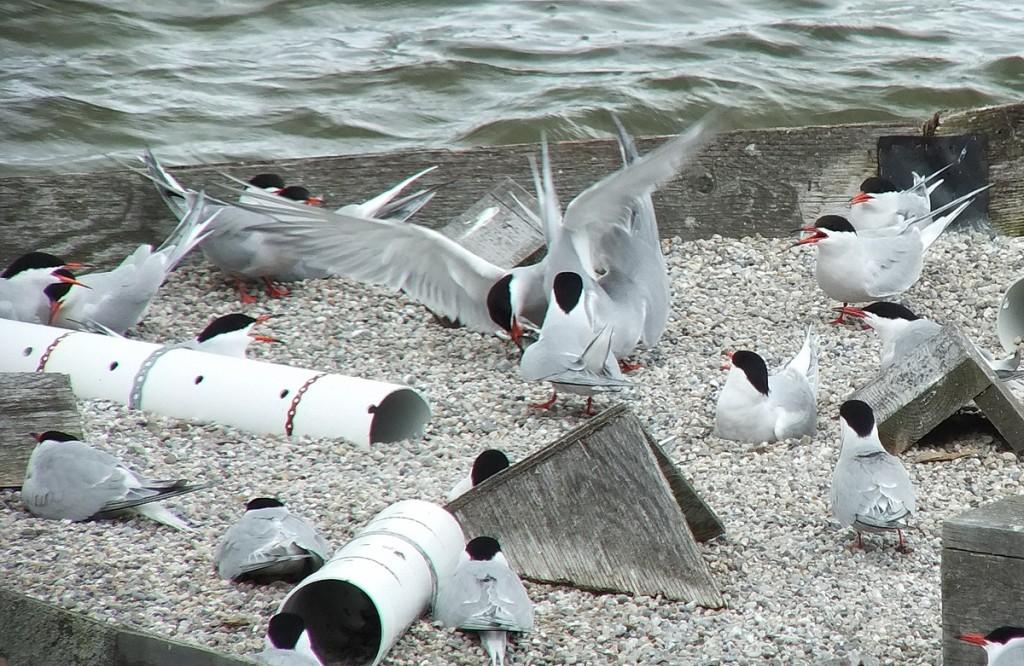 Common Tern - fight for a fish on reef raft - tommy thompson park - toronto