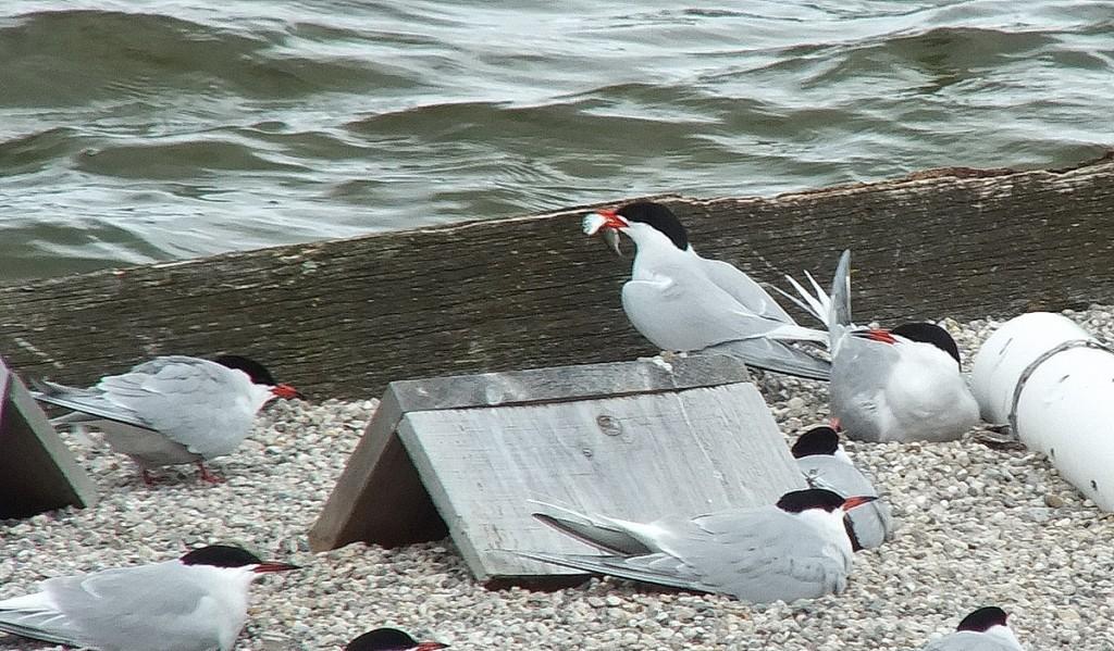 Common Tern - holds a fish in its peak on reef raft - tommy thompson park - toronto