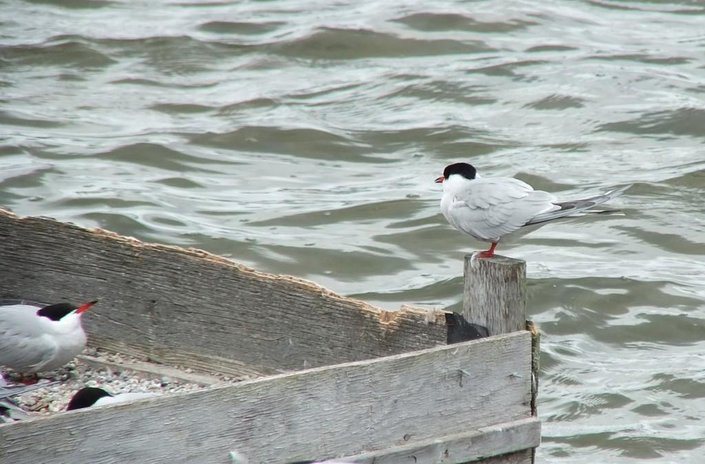 Common Tern - sits on reef raft corner post - tommy thompson park - toronto