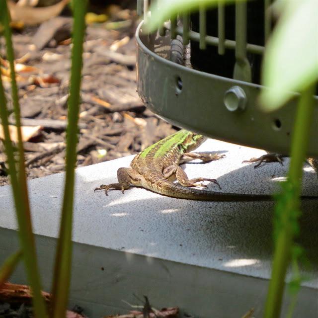 Italian-Wall-Lizards-in-Garden-City