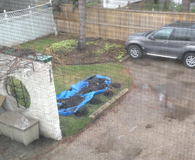 A RAINY DAY FOR GARDENING - cedar hedge