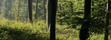 Berkeley Lab Builds ‘Artificial Forest’ to Harvest Solar Energy