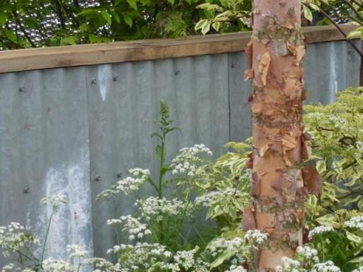 wiggly tin contrasts with soft paper bark