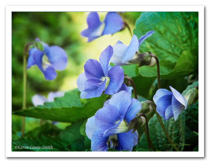 Sweet wild violets blooming i