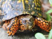 Handsome Eastern Turtle