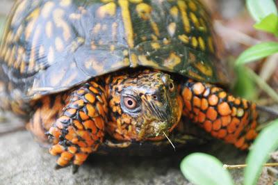 A Handsome Eastern Box Turtle