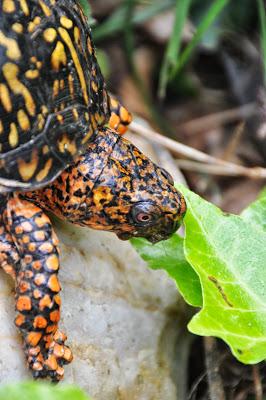 A Handsome Eastern Box Turtle