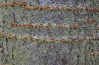 Prunus x juddii Bark (21/04/2013, Kew Gardens, London)