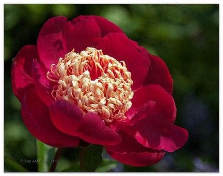 Red Peony in the Garden