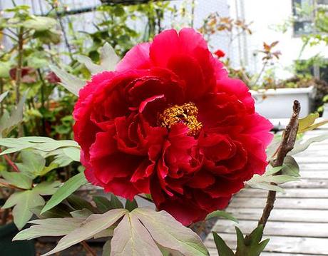 4/26 Red Peony