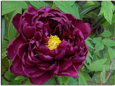 Red Purple Peony