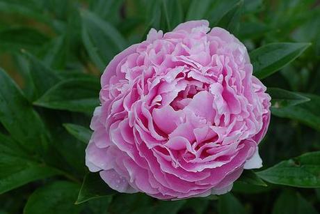 Peony