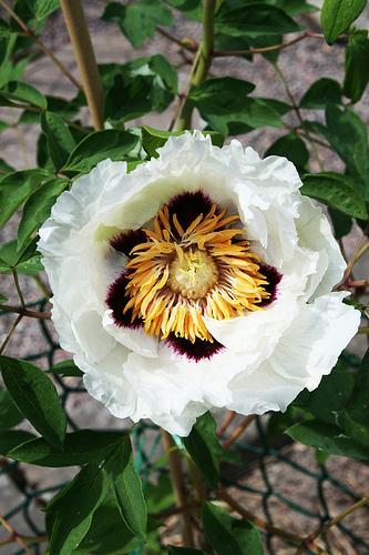 White Peony 