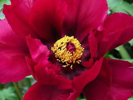 peony flower