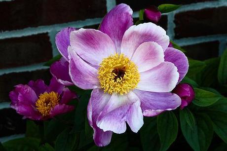 Purple/White Peony