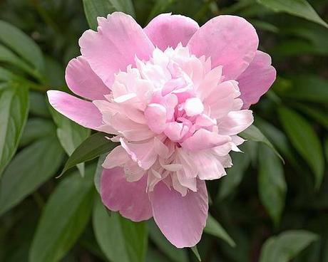 Peony